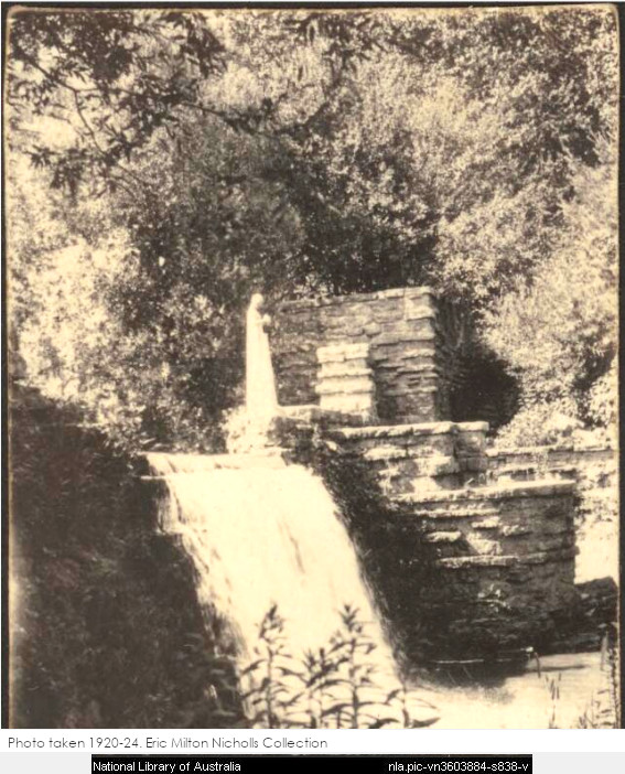 Photograph of Flower in the Crannied Wall at Taliesin waterfall. From the Eric Milton Nicholls collection at the National Library of Australia