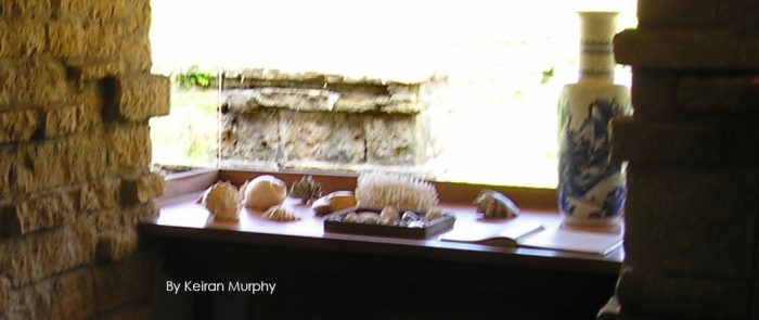 Photograph of shells on a table at Taliesin with nature outside of the glass. Photo by Keiran Murphy